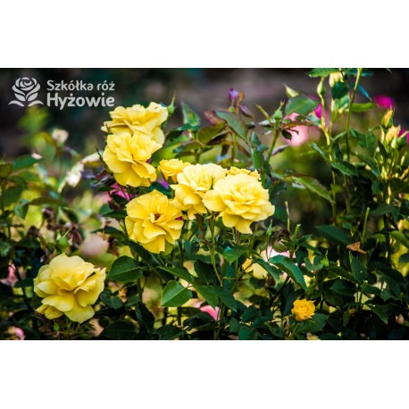 Żółta, korona wzniesiona Niewielkie, pełne kwiaty, żółtej barwy, przyjemnie pachnące. Róża pienna.