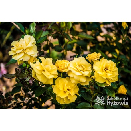 Żółta, korona wzniesiona Niewielkie, pełne kwiaty, żółtej barwy, przyjemnie pachnące. Róża pienna.