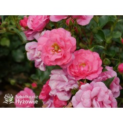 Jasnoróżowa zwisająca Niewielkie, pełne kwiaty, różowej barwy, lśniący liść. Róża pienna.