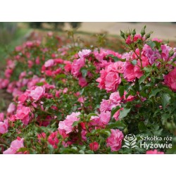 Jasnoróżowa zwisająca Niewielkie, pełne kwiaty, różowej barwy, lśniący liść. Róża pienna.