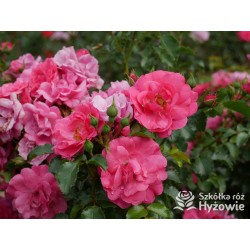 Jasnoróżowa zwisająca Niewielkie, pełne kwiaty, różowej barwy, lśniący liść. Róża pienna.