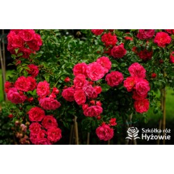 Jasnoróżowa zwisająca Niewielkie, pełne kwiaty, różowej barwy, lśniący liść. Róża pienna.