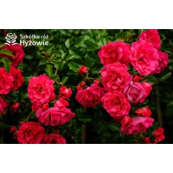 Jasnoróżowa zwisająca Niewielkie, pełne kwiaty, różowej barwy, lśniący liść. Róża pienna.