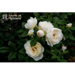 Uetersener Klosterrose® Duży, pełny kwiat o jasnokremowej barwie i  bardzo przyjemnym zapachu. Wysoki krzew.