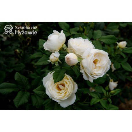 Uetersener Klosterrose® Duży, pełny kwiat o jasnokremowej barwie i  bardzo przyjemnym zapachu. Wysoki krzew.