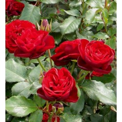 Czerwona, korona wzniesiona Pokaźne kwiaty, nabite płatkami, czerwonej barwy, bardzo przyjemnie pachnące. Róża pienna.