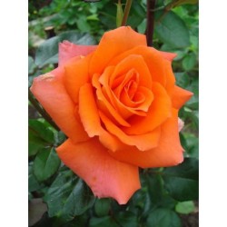 Herbaciana, korona wzniesiona Duże, pełne kwaity, herbacianej barwy, przyjemnie pachnące. Róża pienna.