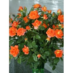 Herbaciana, korona wzniesiona Duże, pełne kwaity, herbacianej barwy, przyjemnie pachnące. Róża pienna.