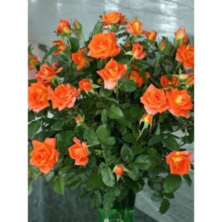 Herbaciana, korona wzniesiona Duże, pełne kwaity, herbacianej barwy, przyjemnie pachnące. Róża pienna.