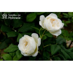 Uetersener Klosterrose® Duży, pełny kwiat o jasnokremowej barwie i  bardzo przyjemnym zapachu. Wysoki krzew.