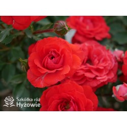 Zwergenefee 09® drobne kwiaty, pełne, czerwonej barwy. Bogate kwitnienie. Niziutki krzew.