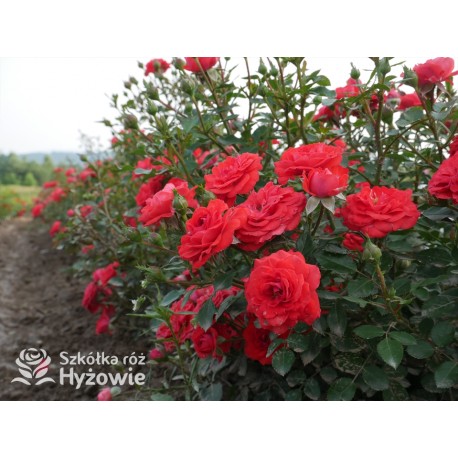 Zwergenefee 09® drobne kwiaty, pełne, czerwonej barwy. Bogate kwitnienie. Niziutki krzew.