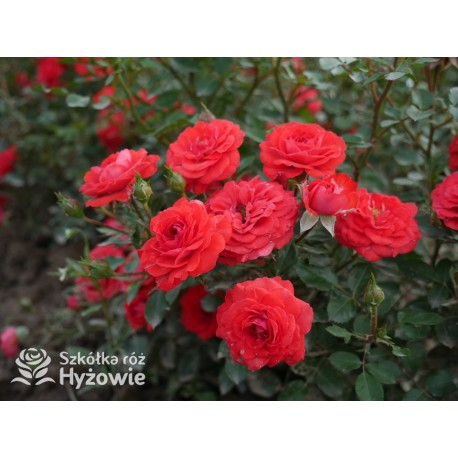 Zwergenefee 09® drobne kwiaty, pełne, czerwonej barwy. Bogate kwitnienie. Niziutki krzew.