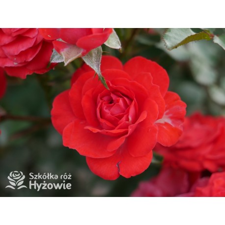 Zwergenefee 09® drobne kwiaty, pełne, czerwonej barwy. Bogate kwitnienie. Niziutki krzew.