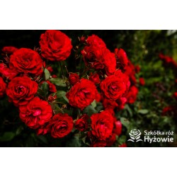 'Europeana' Bogate grona pełnych kwiatów o bordowej barwie, delikatnie pachnące. Piękne bordowe i lśniące liście. Niski krzew.