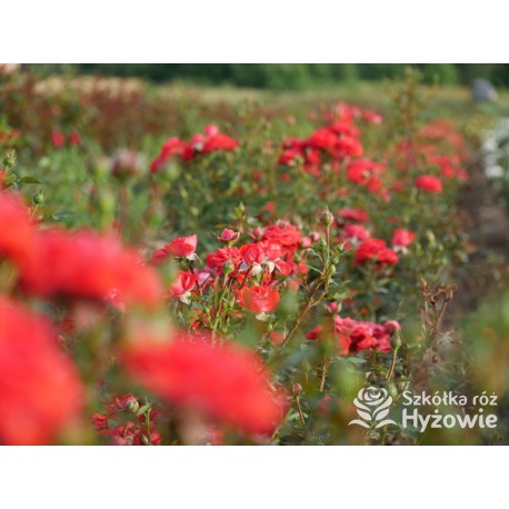 Zwergenefee 09® drobne kwiaty, pełne, czerwonej barwy. Bogate kwitnienie. Niziutki krzew.