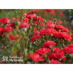 Zwergenefee 09® drobne kwiaty, pełne, czerwonej barwy. Bogate kwitnienie. Niziutki krzew.