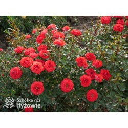 Zwergenefee 09® drobne kwiaty, pełne, czerwonej barwy. Bogate kwitnienie. Niziutki krzew.