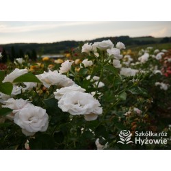 Aspirin Rose® małe, półpełne kwiaty, o białej barwie, delikatnie pachnące. Niski krzew.