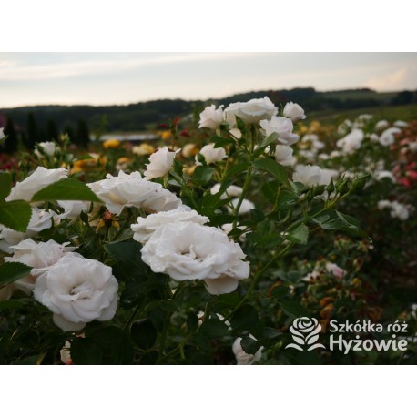 Aspirin Rose® małe, półpełne kwiaty, o białej barwie, delikatnie pachnące. Niski krzew.