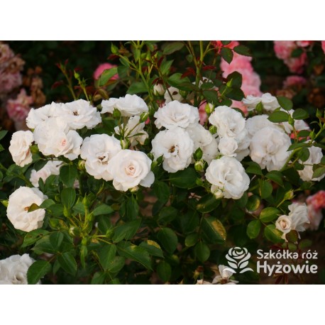 Aspirin Rose® małe, półpełne kwiaty, o białej barwie, delikatnie pachnące. Niski krzew.