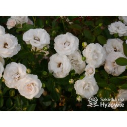 Aspirin Rose® małe, półpełne kwiaty, o białej barwie, delikatnie pachnące. Niski krzew.