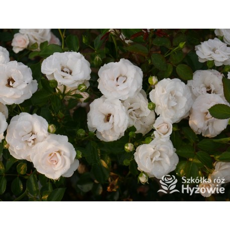 Aspirin Rose® małe, półpełne kwiaty, o białej barwie, delikatnie pachnące. Niski krzew.