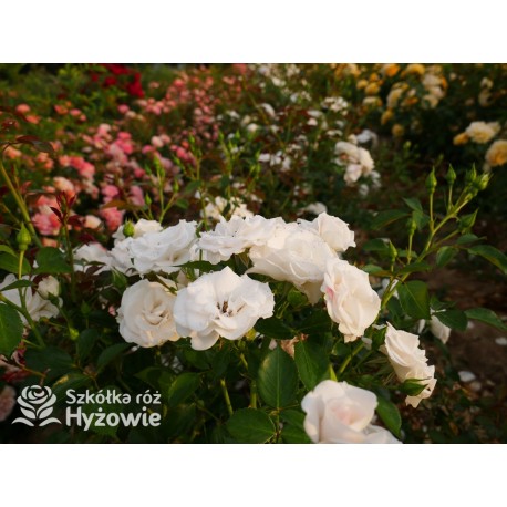 Aspirin Rose® małe, półpełne kwiaty, o białej barwie, delikatnie pachnące. Niski krzew.