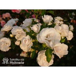 Aspirin Rose® małe, półpełne kwiaty, o białej barwie, delikatnie pachnące. Niski krzew.