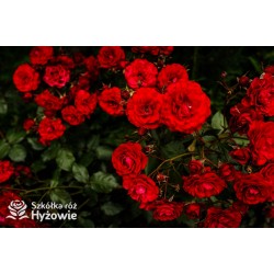 'Europeana' Bogate grona pełnych kwiatów o bordowej barwie, delikatnie pachnące. Piękne bordowe i lśniące liście. Niski krzew.