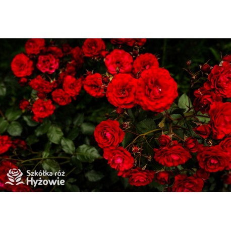 'Europeana' Bogate grona pełnych kwiatów o bordowej barwie, delikatnie pachnące. Piękne bordowe i lśniące liście. Niski krzew.