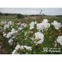Aspirin Rose® małe, półpełne kwiaty, o białej barwie, delikatnie pachnące. Niski krzew.