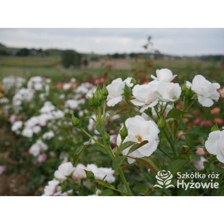 Aspirin Rose® małe, półpełne kwiaty, o białej barwie, delikatnie pachnące. Niski krzew.