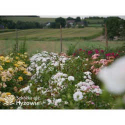 Aspirin Rose® małe, półpełne kwiaty, o białej barwie, delikatnie pachnące. Niski krzew.