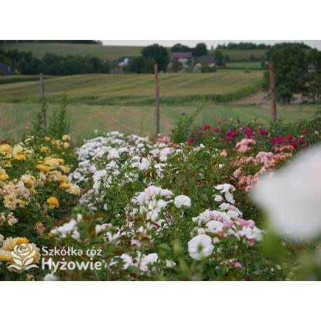 Aspirin Rose® małe, półpełne kwiaty, o białej barwie, delikatnie pachnące. Niski krzew.