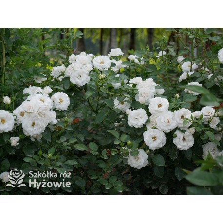 Aspirin Rose® małe, półpełne kwiaty, o białej barwie, delikatnie pachnące. Niski krzew.