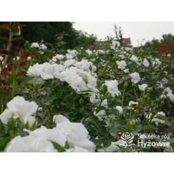 Aspirin Rose® małe, półpełne kwiaty, o białej barwie, delikatnie pachnące. Niski krzew.