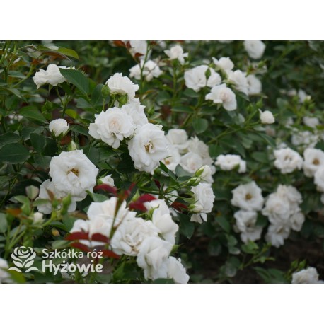 Aspirin Rose® małe, półpełne kwiaty, o białej barwie, delikatnie pachnące. Niski krzew.