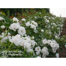 Aspirin Rose® małe, półpełne kwiaty, o białej barwie, delikatnie pachnące. Niski krzew.