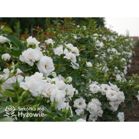 Aspirin Rose® małe, półpełne kwiaty, o białej barwie, delikatnie pachnące. Niski krzew.