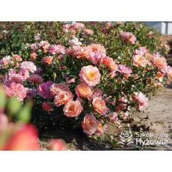 Cubana® Ogromna liczba  pełnych kwiatów, morelowej barwy. Błyszczący liść. Niski krzew.