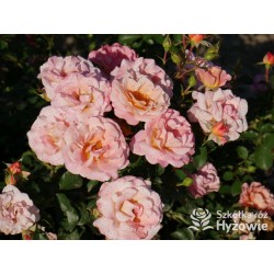 Cubana® Ogromna liczba  pełnych kwiatów, morelowej barwy. Błyszczący liść. Niski krzew.