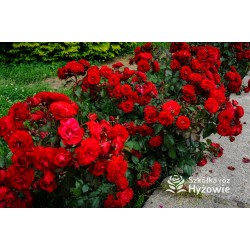 'Europeana' Bogate grona pełnych kwiatów o bordowej barwie, delikatnie pachnące. Piękne bordowe i lśniące liście. Niski krzew.