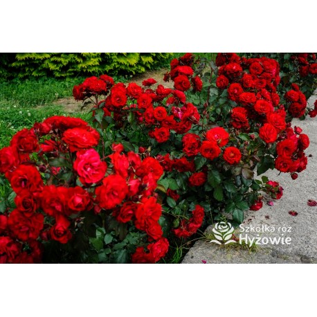 'Europeana' Bogate grona pełnych kwiatów o bordowej barwie, delikatnie pachnące. Piękne bordowe i lśniące liście. Niski krzew.