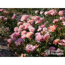 Cubana® Ogromna liczba  pełnych kwiatów, morelowej barwy. Błyszczący liść. Niski krzew.