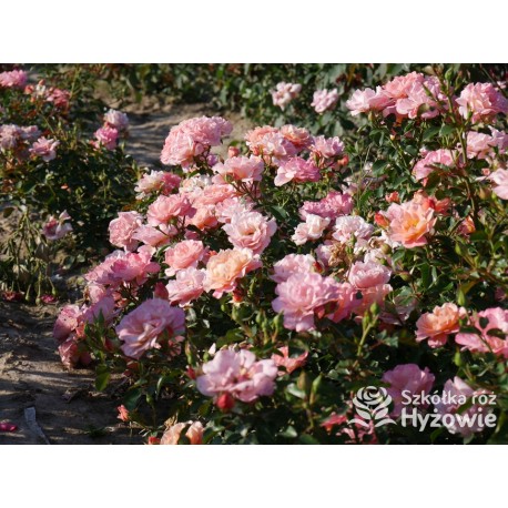 Cubana® Ogromna liczba  pełnych kwiatów, morelowej barwy. Błyszczący liść. Niski krzew.