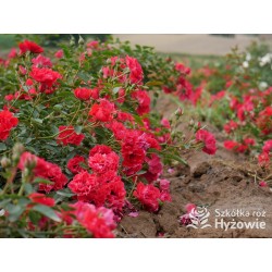 Lady in red™ Drobne kwiaty, intenesywnie czerwonej barwy, przyjemnie pachną. Niski krzew.
