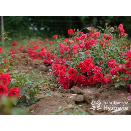 Lady in red™ Drobne kwiaty, intenesywnie czerwonej barwy, przyjemnie pachną. Niski krzew.