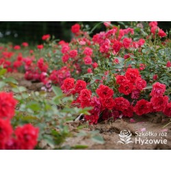 Lady in red™ Drobne kwiaty, intenesywnie czerwonej barwy, przyjemnie pachną. Niski krzew.