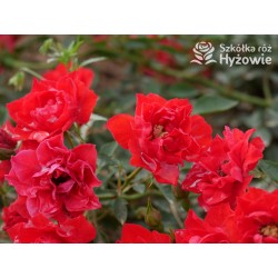 Lady in red™ Drobne kwiaty, intenesywnie czerwonej barwy, przyjemnie pachną. Niski krzew.